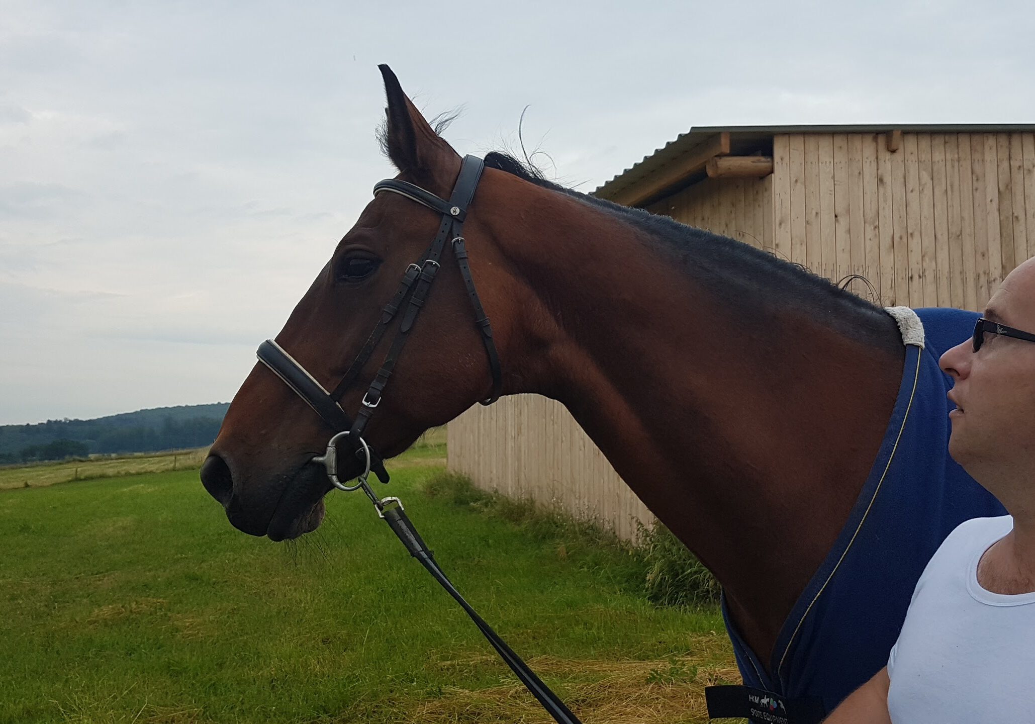 Kurylko-Reitsport/Leistungen/Cincy